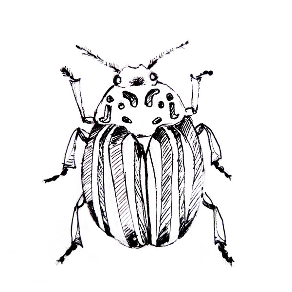 Colorado beetle insect, black and white graphics (1).png