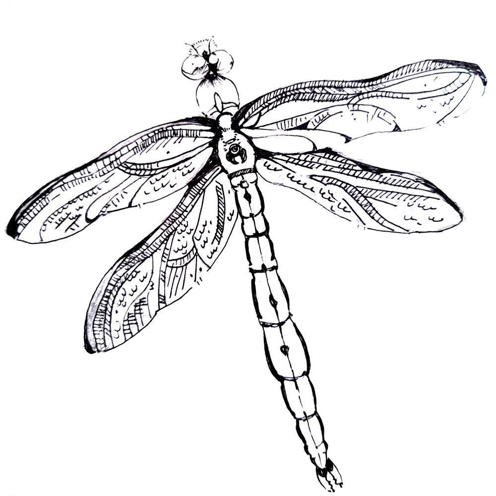 Insect dragonfly black and white graphics.png