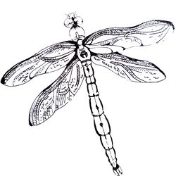Insect, dragonfly, black and white graphics, illustration, print, poster, wall painting, download, painting for children