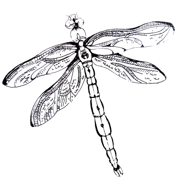 Insect dragonfly black and white graphics.png
