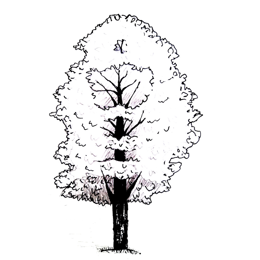 Maple tree in black and white graphics.png