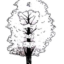 Maple tree, wood, black and white graphics, illustration, print, poster, wall painting