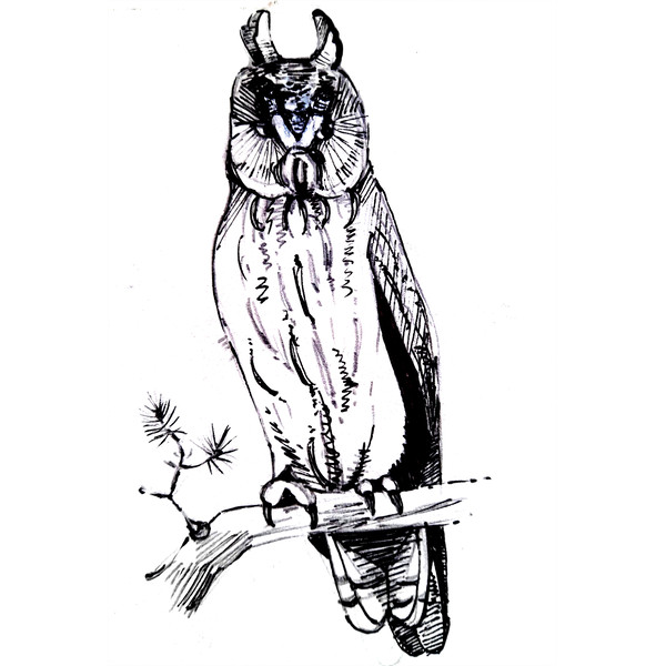 Owl bird (owl) sits on a tree branch, black and white graphics.png