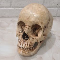 Human anatomical skull