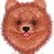 Pomeranian Spitz 2.jpg