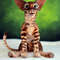 Bengal cat art doll animal 10.JPG