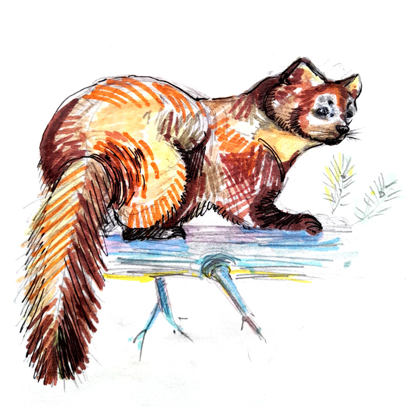 8 пикс Animal, sable beast on a pine branch, made with markers.png