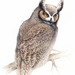 Great horned owl watercolor print, owl watercolor painting,  owl art print