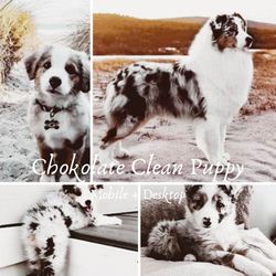 chokolate  clean puppy preset mobile lightroom summer preset bright colors preset insta blogger mobile preset dng preset