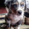 Australian-Shepherd-Dog-Breed-Information-14-262x262.jpg