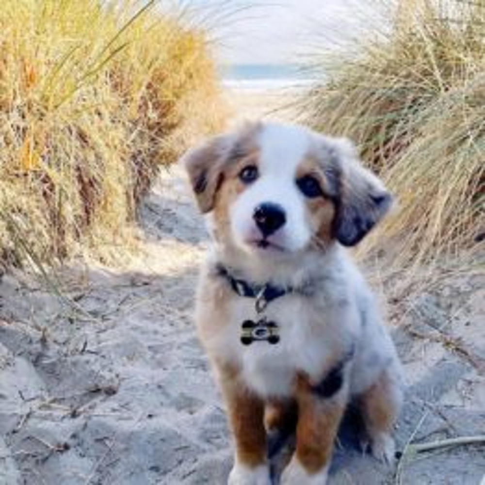 Australian-Shepherd-Dog-Breed-Information-16-262x262.jpg