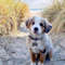 Australian-Shepherd-Dog-Breed-Information-16-262x262.jpg