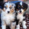Australian-Shepherd-Dog-Breed-Information-2-395x395.jpg