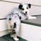 Australian-Shepherd-Dog-Breed-Information-5-262x262.jpg