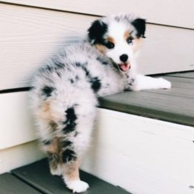 Australian-Shepherd-Dog-Breed-Information-5-262x262.jpg