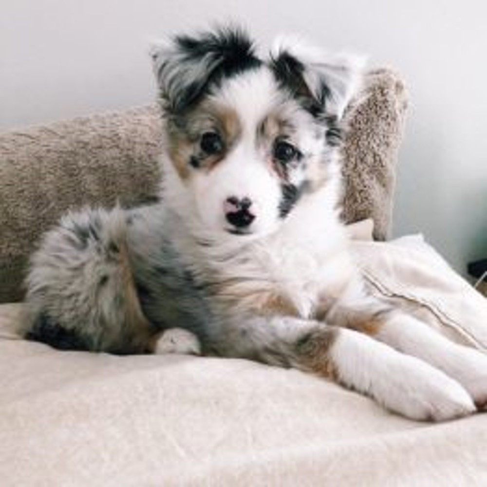 Australian-Shepherd-Dog-Breed-Information-8-262x262.jpg