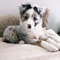 Australian-Shepherd-Dog-Breed-Information-8-262x262.jpg