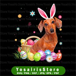 happy easter cute bunny dachshund wearing bunny ears png, easter sublimation design download, dachshund png dog