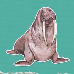 cute walrus sticker, waterproof vinyl decal, great walrus gift for animal lovers