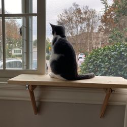 Cat Window Perch | Cat Shelf | Window Sill | No Tools Installation | No Nails Needed | Installed and Removed in 1 Minute