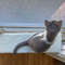 Cat Perch Soft Mat 1.jpg