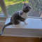Cat Perch Soft Mat 2.jpg