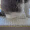 Cat Perch Soft Mat 3.jpg