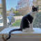 Cat Perch Soft Mat 4 3500.jpg
