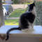 Cat Perch Soft Mat 7.jpg