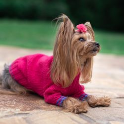 Knitted dog sweater Sweater for dog Iggy clothes Basenji clothes Sweater for Yorkshire Terrier Pet wear