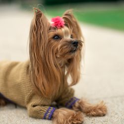 Knitted dog sweater Sweater for dog Iggy clothes Basenji clothes Sweater for Yorkshire Terrier Pet wear