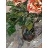 Art Roses in vase. Fragment of Original Flowers painting hand painted by artist.
