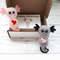 Axolotl-plush-birthday-gift
