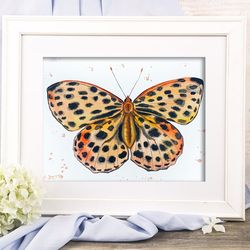 Leopard butterfly watercolor painting original art watercolor insects by Anne Gorywine