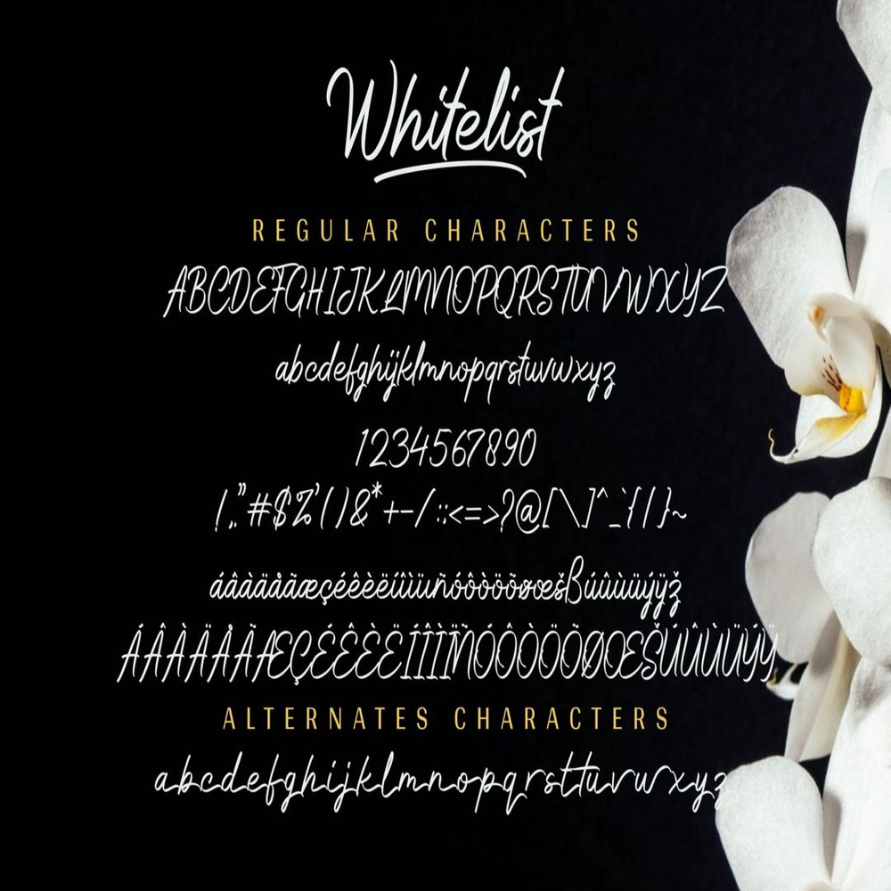 1080x1080 size Whitelist-prev12-1536x1023.jpg