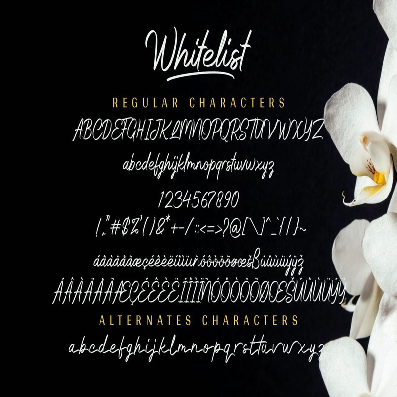 1080x1080 size Whitelist-prev12-1536x1023.jpg