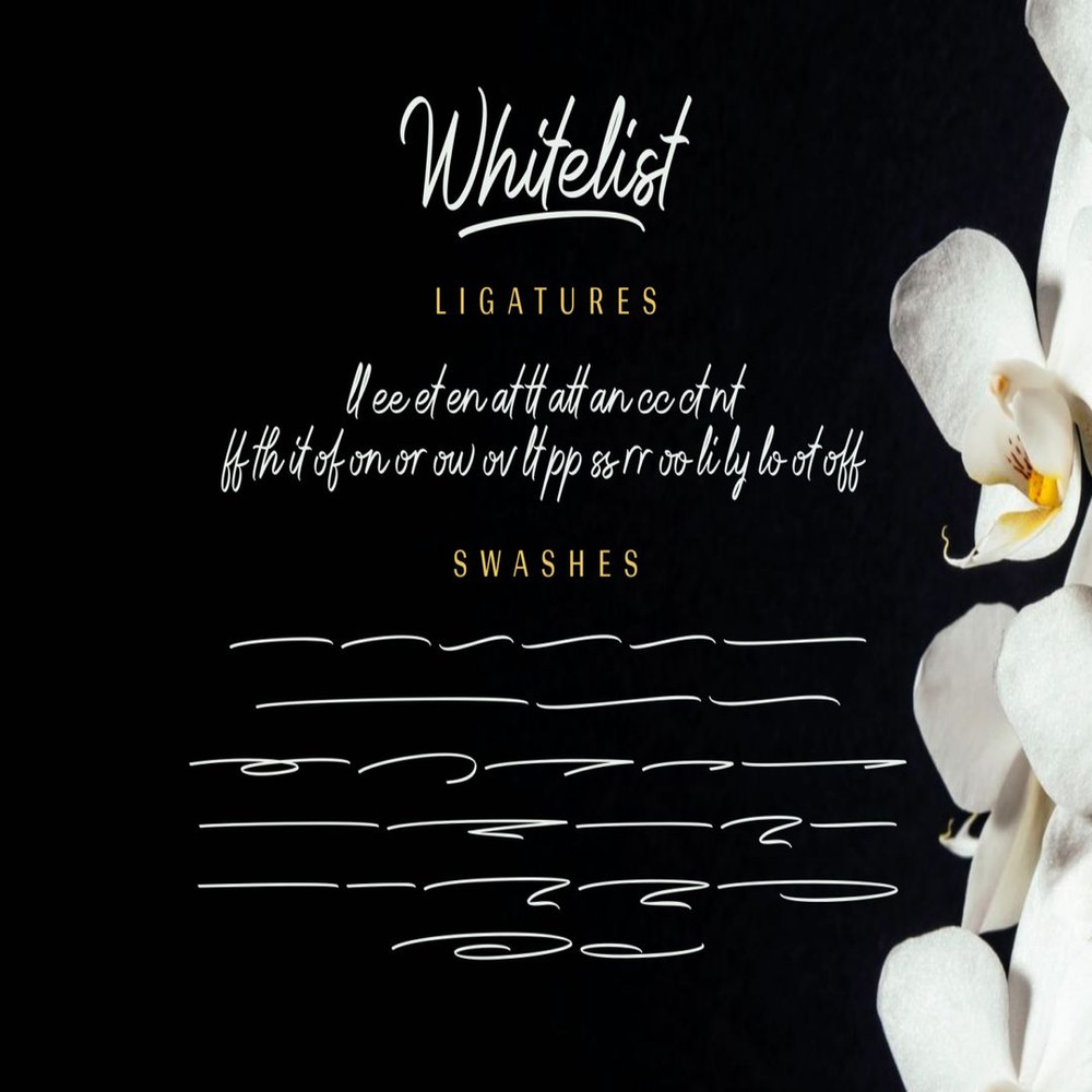 1080x1080 size Whitelist-prev13-1536x1023.jpg