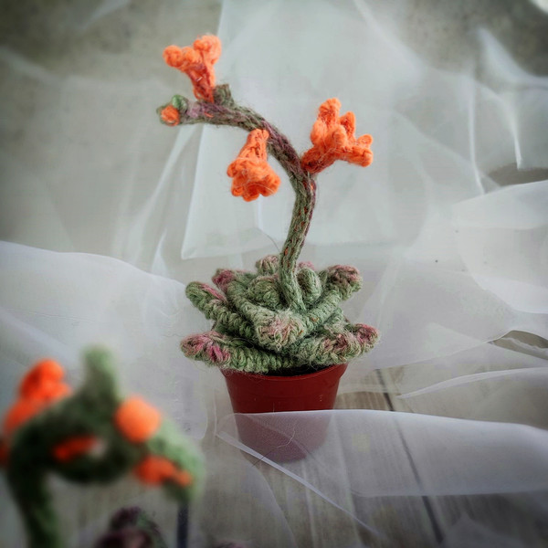 Succulent pattern, realistic plant for interior decor, knitting pattern, handmade plant, cactus lover gift, PDF pattern 7.jpg