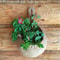 Hanging wall basket18 5.jpg