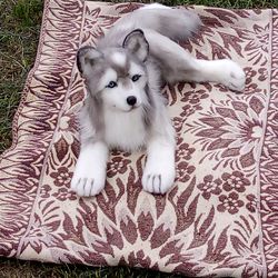 Husky dog realistic plush collectible toy replica Pets pet loss portrait of Pets by photo