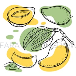 mango delicious fruit hand drawn vector illustration set