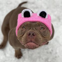 Frog Hat Dog. Funny Dog Hats. Knitted Hats For Dogs. Fun American Bully hat. Winter Dog Clothes. Accessories for Pets.