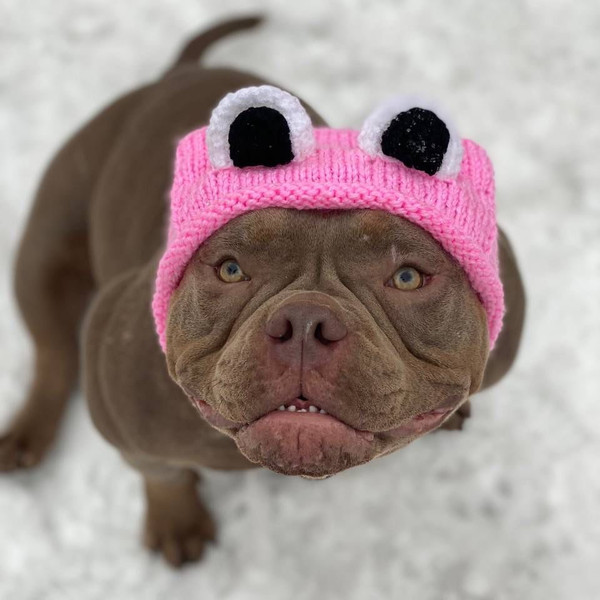 Winter-hat-for-dogs