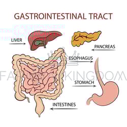 medicine gastrointestinal tract education diagram vector set