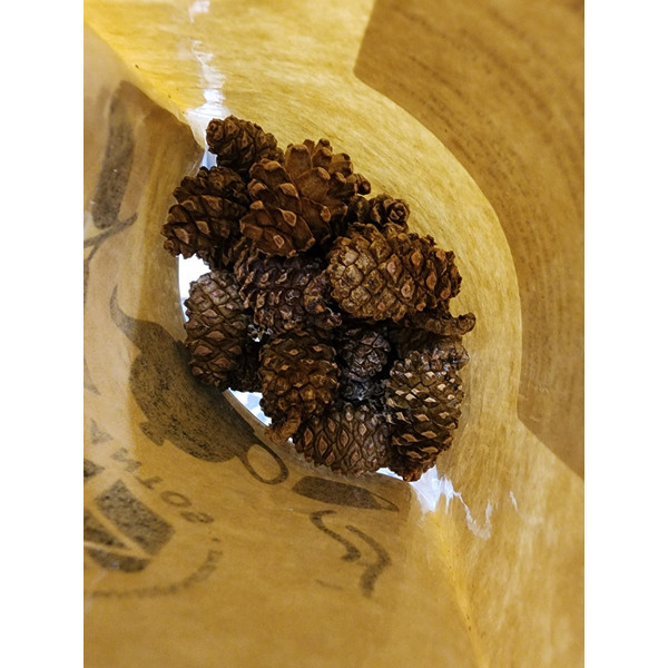 fsPine cones useful additive to tea, coniferous aroma 1.jpeg