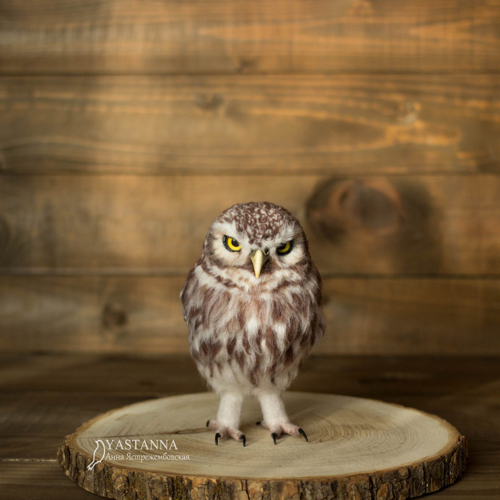 Owl_1046-2.jpg