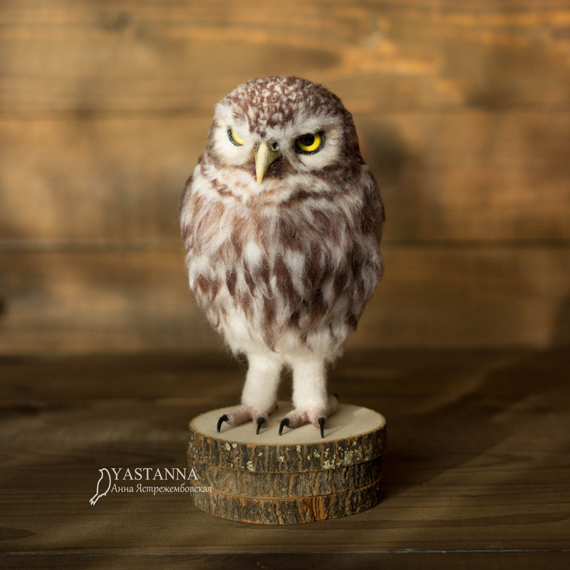 Owl_1053-2.jpg