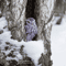 Owl_0960-2.jpg