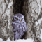 Owl_0965-2.jpg