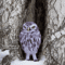 Owl_0981-2.jpg